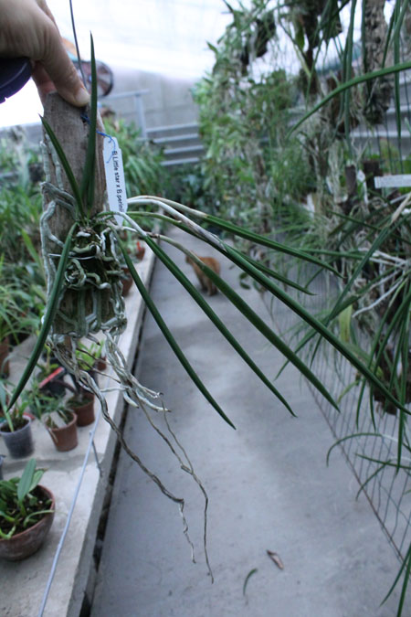 Brassavola Little Star x Laelia perrinii.jpg