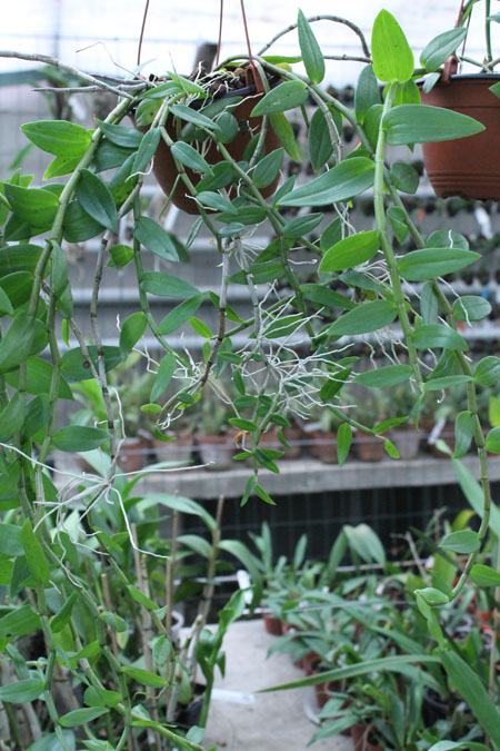 Dendrobium pierardii x loddigesii.jpg