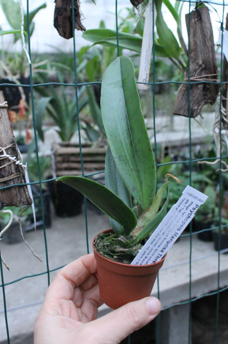 Psychopsis Mariposa Three Lip.jpg