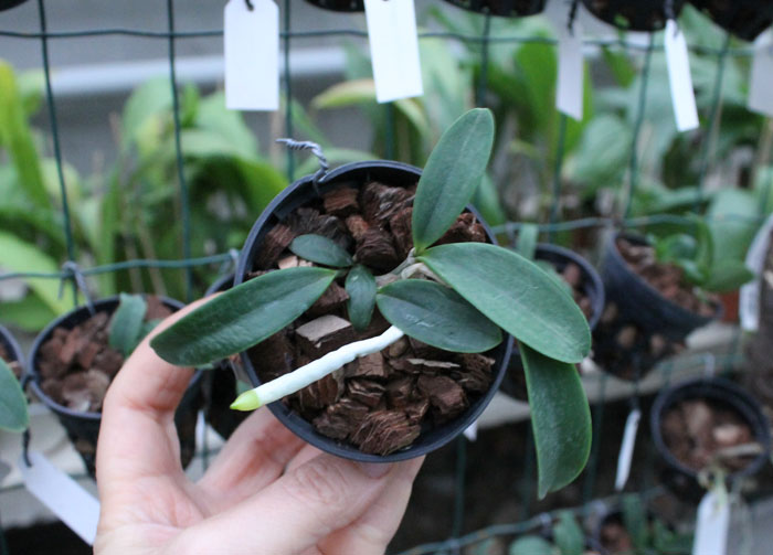 Cattleya aclandiae.jpg