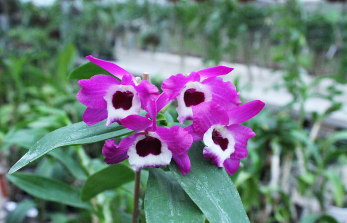 Dendrobium Red Emperor 'Prince'.jpg