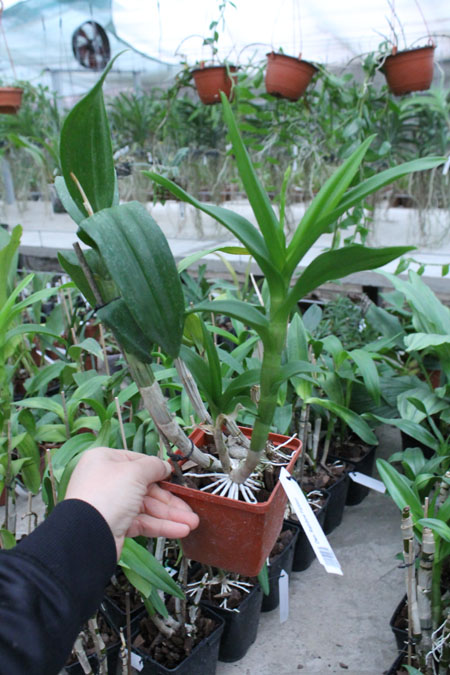 Dendrobium Rainbow Fantasy.jpg