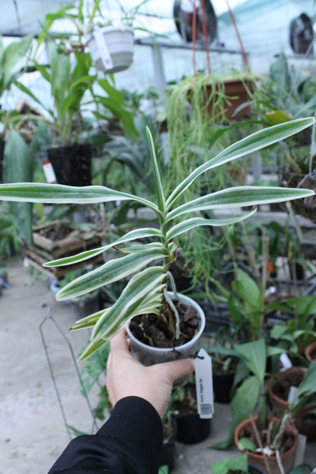 Arachnis Maggie Oei.jpg