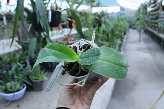 Phalaenopsis Yaphon Image x Jennifer Palermo.jpg