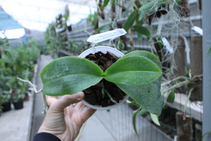 Phalaenopsis (Yaphon Goldlight x Yaphon Rose) x Joy Spring Canary.jpg