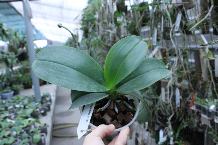 Phalaenopsis Sogo Relex 'F-1661'.jpg