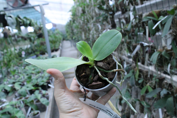 Phalaenopsis Orchid World 'Bonnie Vasquez'.jpg