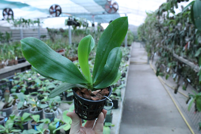 Phalaenopsis tetraspis.jpg