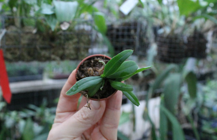 Haraella retrocalla.jpg