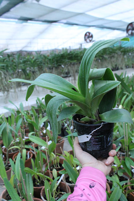 New Generation x Maniac.jpg