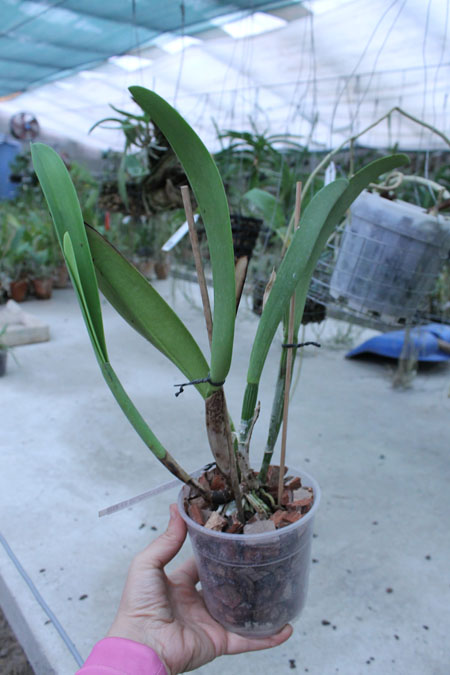 Rhyncholaeliocattleya Blanche Aisaka 'Yuki' (Brassolaeliocattleya Meditation x Laeliocattleya Stephen Oliver Fouraker).jpg