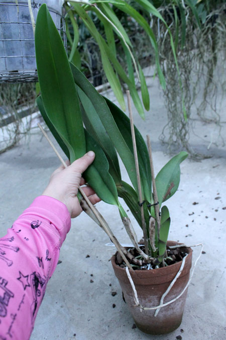 Rhyncattleanthe Guanmiau City 'Black Ruby'.jpg