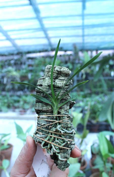 Angraecum viguieri.jpg