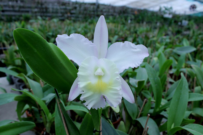 Cattleya walkeriana var alba x Brassocattleya Mount Hood 'Mary'.jpg
