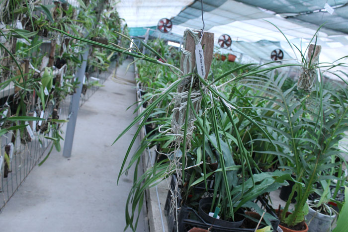 Brassavola Little Star x Laelia perrinii.jpg