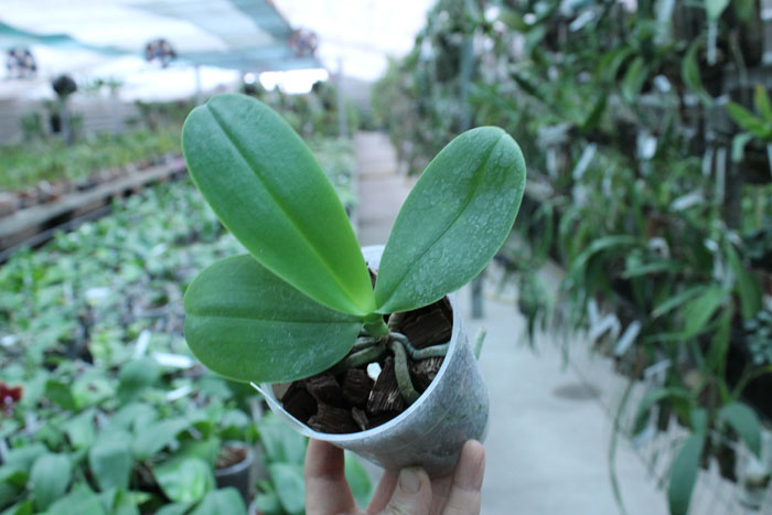 Phalaenopsis Dragon Tree Eagle x Emeraude.jpg