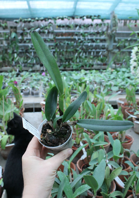 Laelia jongheana alba.jpg