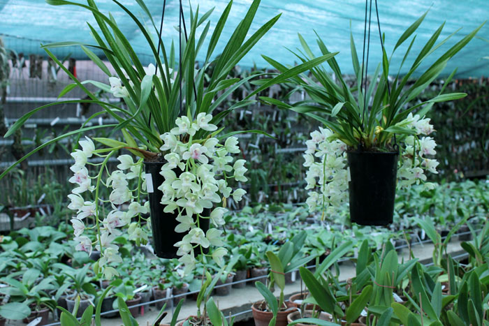 Cymbidium Sarah Jean 'Ice Cascade'.jpg