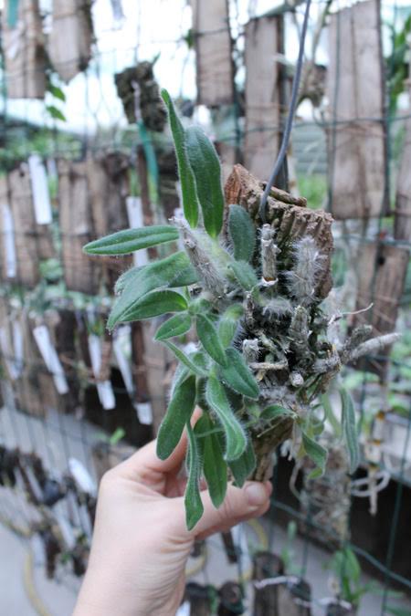 Dendrobium senile.jpg