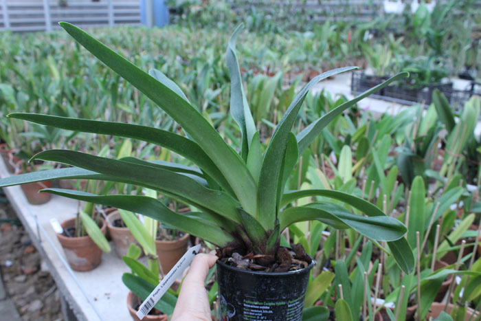 Lippewunder hybrid.jpg