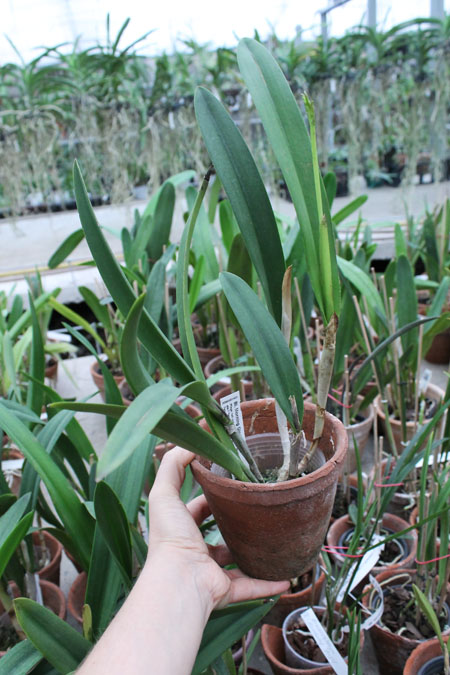 Brassolaelia Morning Glory 'Valentine Kiss'.jpg