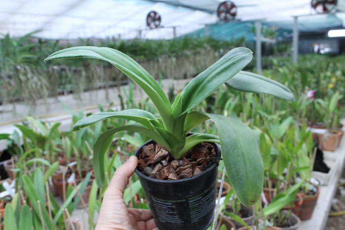 Paphiopedilum Sorcerer's Stone.jpg