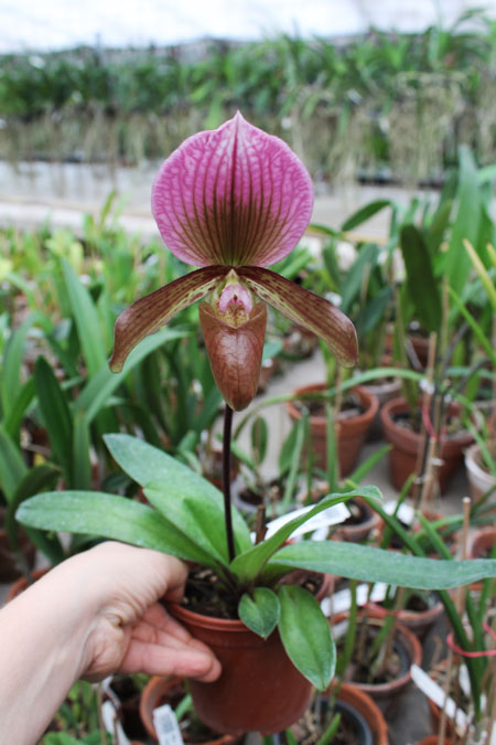Paphiopedilum Ruby Leopard Vini x charlesworthii.jpg