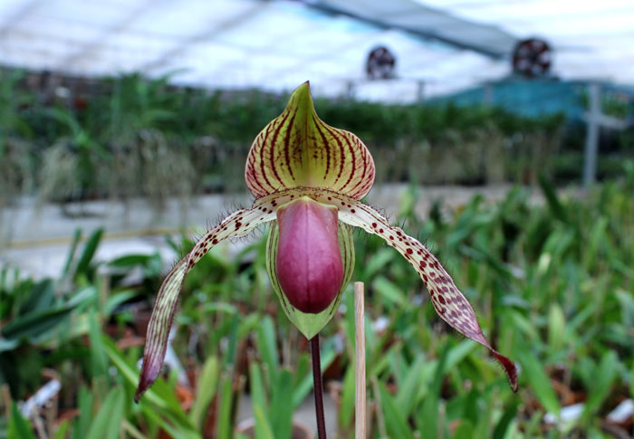 Paphiopedilum In-Charm Lady.jpg