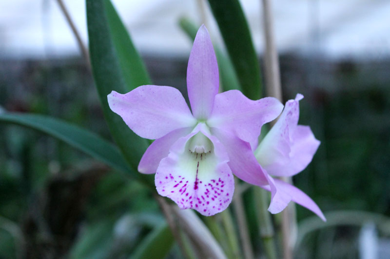 Brassocattleya Little Marmaid 'Janet'.jpg