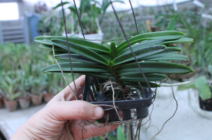 Ascocentrum miniatum.jpg