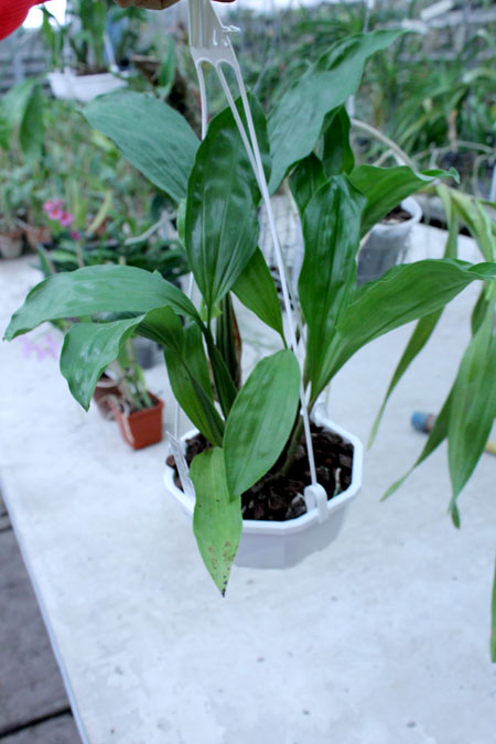 Coelogyne rochussenii.jpg