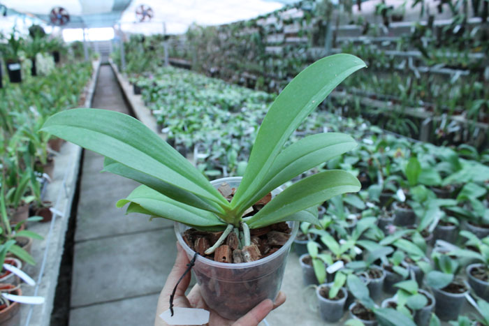 Phalaenopsis cornu cervi 'Dark Red'.jpg