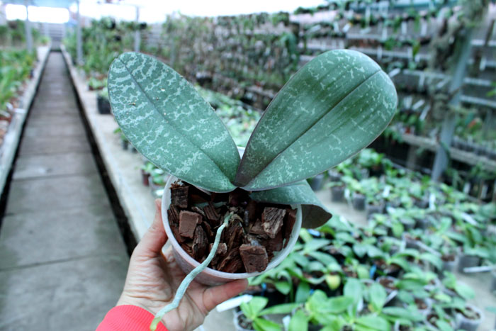 Phalaenopsis philippinensis '#1' x philippinensis 'Brother'.jpg