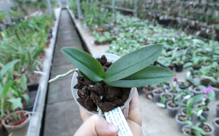 Doritaenopsis Siam Treasure 'Blue'.jpg