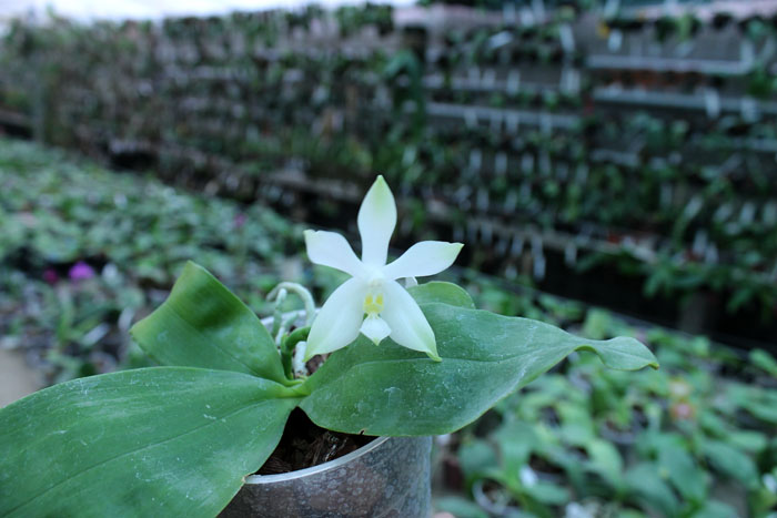 Phalaenopsis violacea alba 'Wanchiao Jungle White'.jpg