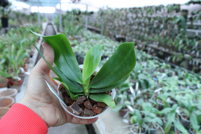 Phalaenopsis tetraspis 'C#1'.jpg