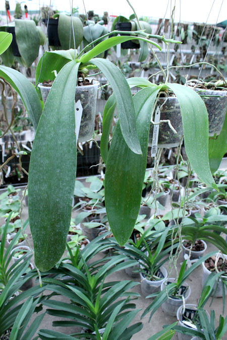 Phalaenopsis Joey (gigantea x lueddemanniana).jpg