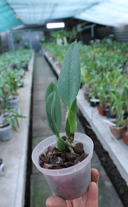 Laelia jongheana.jpg