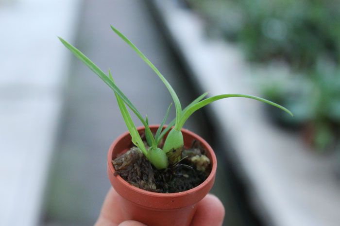 Maxillaria schunkeana.jpg