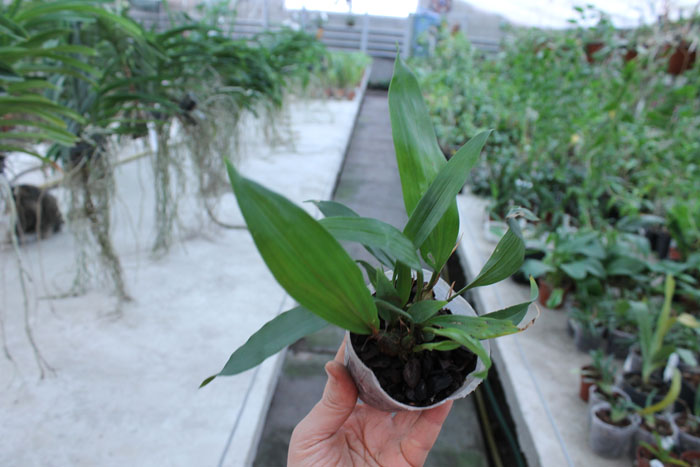 Stanhopea tigrina.jpg