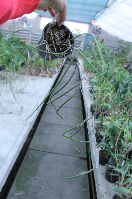 Dockrillia casuarinae.jpg