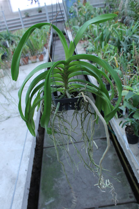 Vanda denisoniana x Rhynchostylis coelestis.jpg
