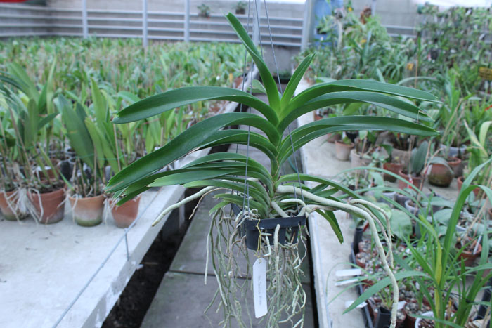 Vanda Janice Allison.jpg