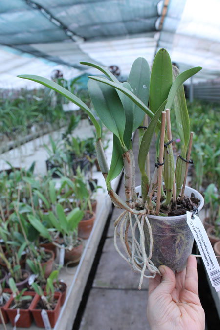 Cattleya lueddemanniana escura x Cattleya lueddemanniana 'America'.jpg