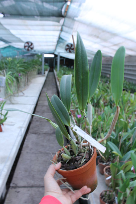 Cattleya lueddemanniana escura x Cattleya lueddemanniana 'Labelo Dourado'.jpg