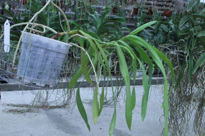 Aerides lawrenciae.jpg