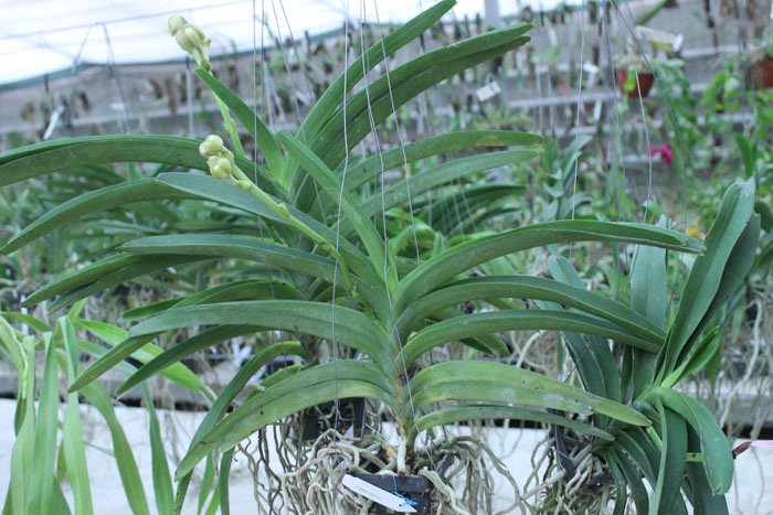 Vanda Adisak Happiness.jpg