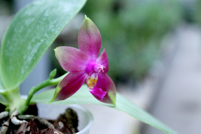 Phalaenopsis Yaphon Red Jewel x Ld's Bear Queen.jpg
