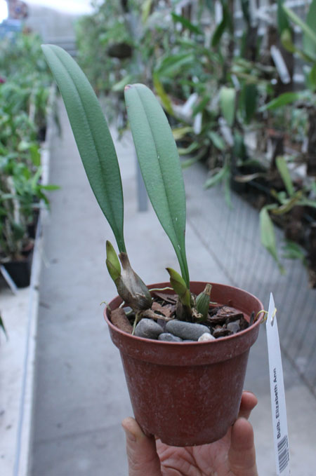 Bulbophyllum Elizabeth Ann.jpg