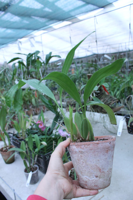 Coelogyne mayeriana.jpg